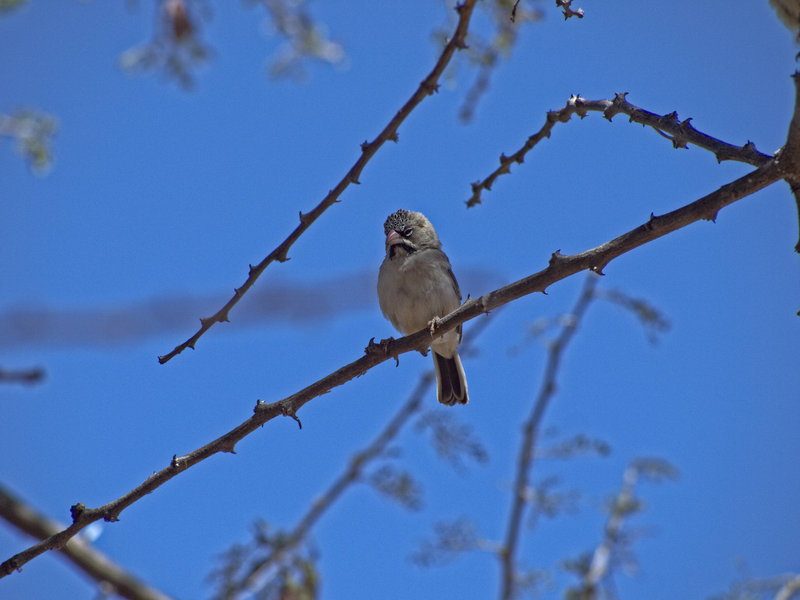 Weaver Bird, Okonjima